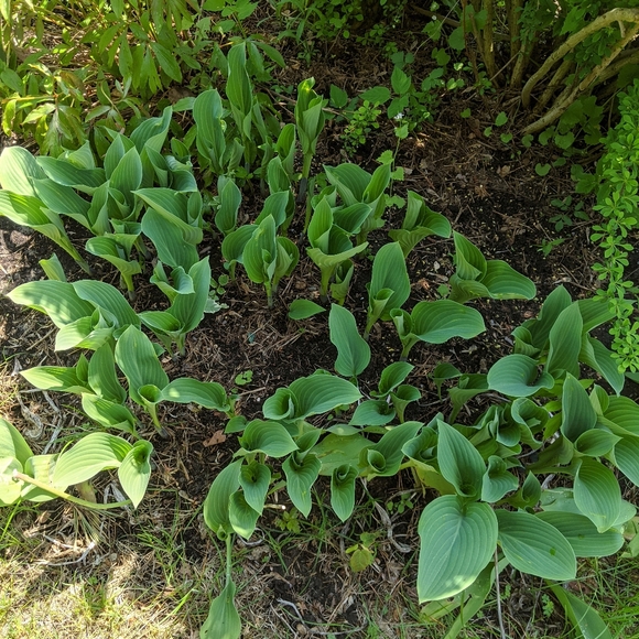 Meet your Posher, Nadia - Picture 4 of 5